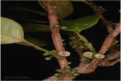 Eurya nitida